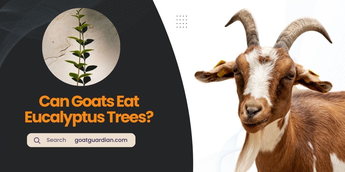 Can Goats Eat Eucalyptus Trees