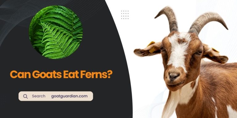 Can Goats Eat Ferns? (Read Before Feeding)