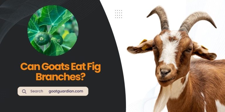 Can Goats Eat Fig Branches? (with Benefits)