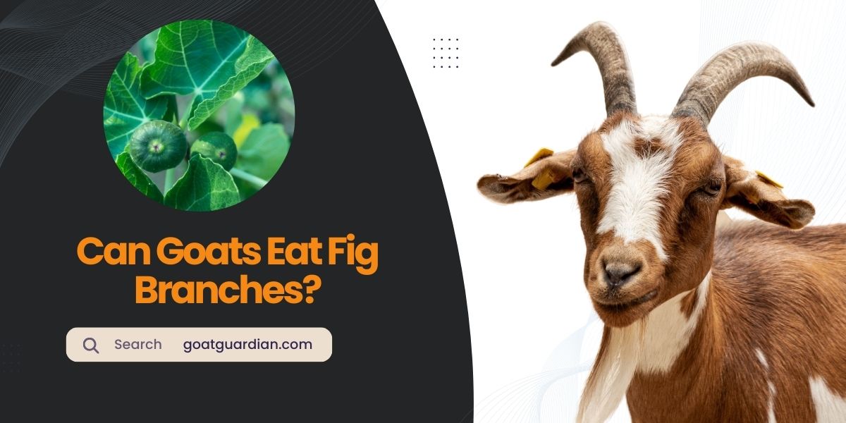 Can Goats Eat Fig Branches