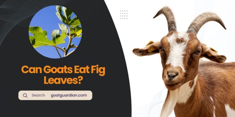 Can Goats Eat Fig Leaves? (Truth Revealed)
