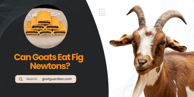 Can Goats Eat Fig Newtons? (Yes or No)