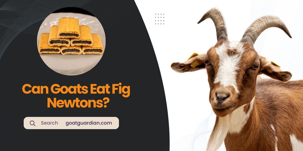 Can Goats Eat Fig Newtons