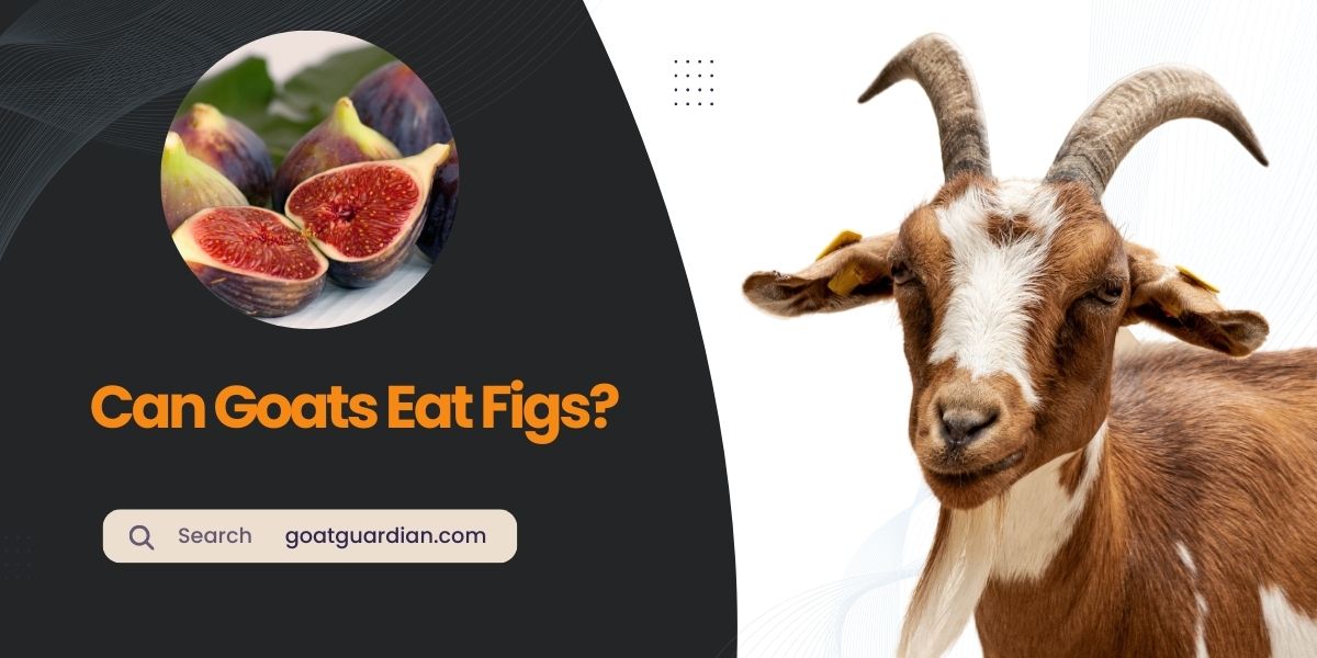 Can Goats Eat Figs