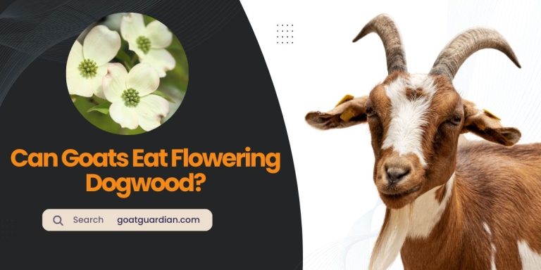 Can Goats Eat Flowering Dogwood? (YES or NO)