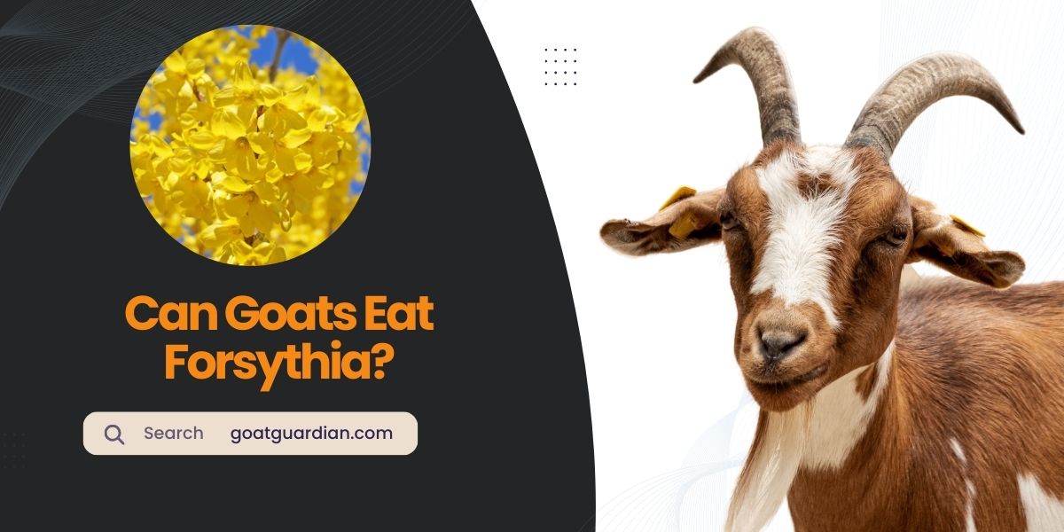 Can Goats Eat Forsythia