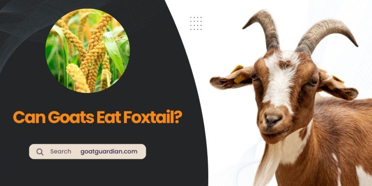 Can Goats Eat Foxtail? (Risks and Precautions)