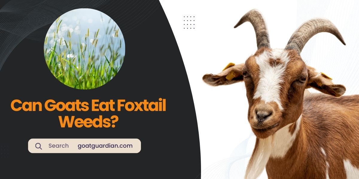 Can Goats Eat Foxtail Weeds