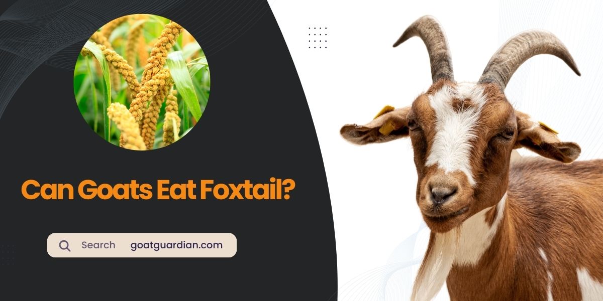 Can Goats Eat Foxtail