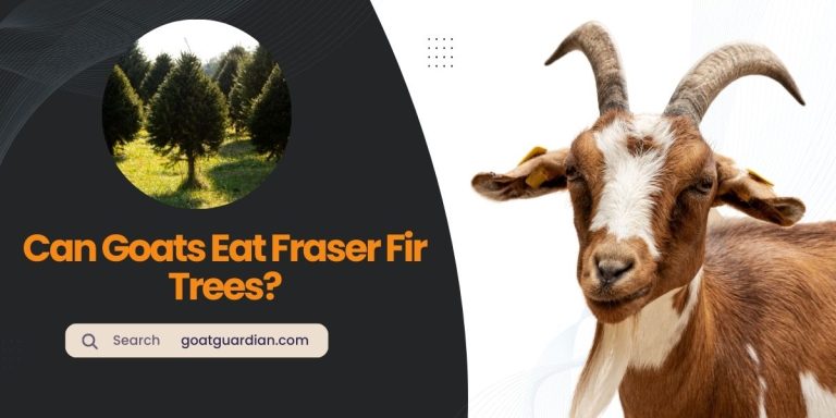 Can Goats Eat Fraser Fir Trees? (YES or NO)