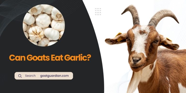 Can Goats Eat Garlic? (Benefits & Risks)