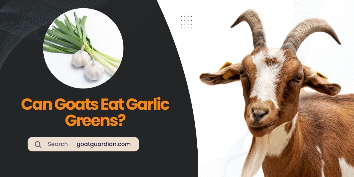 Can Goats Eat Garlic Greens