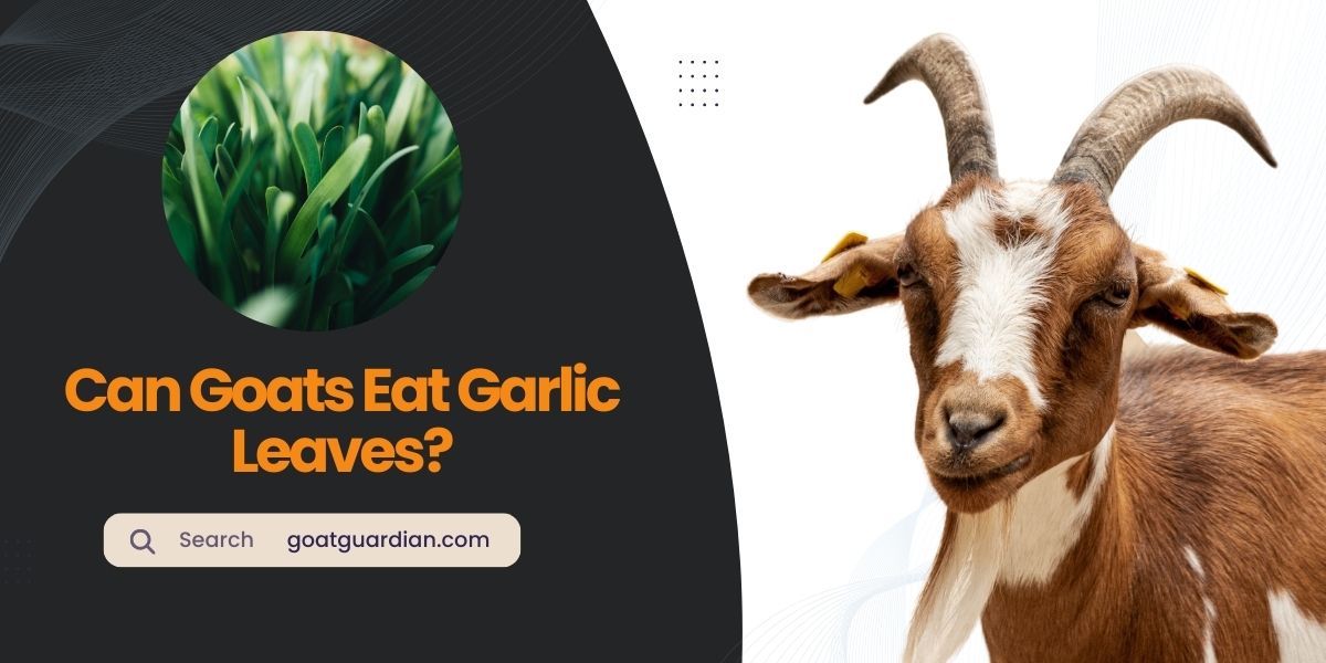 Can Goats Eat Garlic Leaves