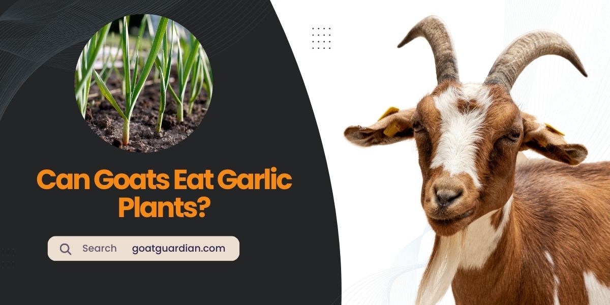 Can Goats Eat Garlic Plants