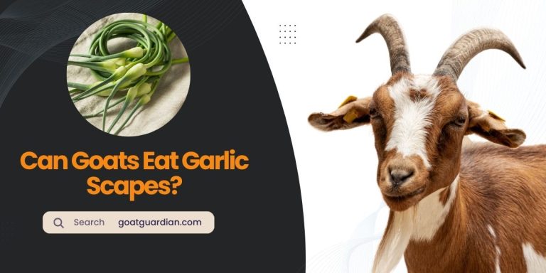 Can Goats Eat Garlic Scapes? (Answer Will Surprise You)