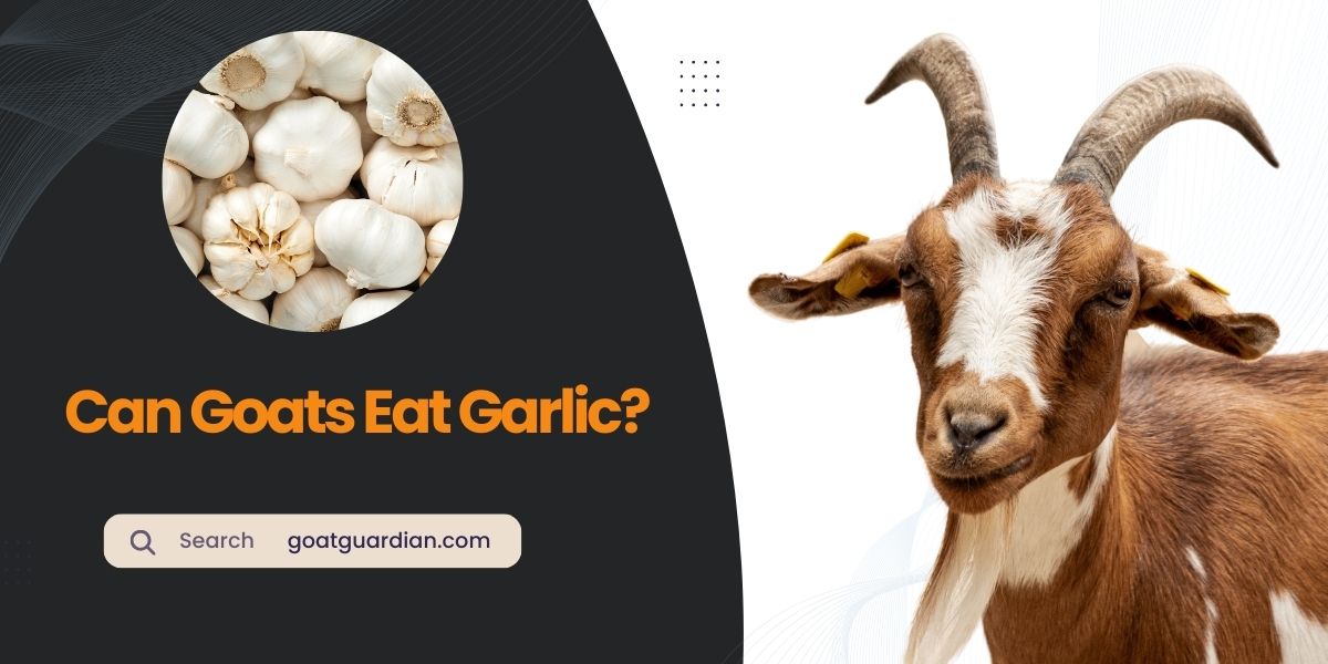 Can Goats Eat Garlic