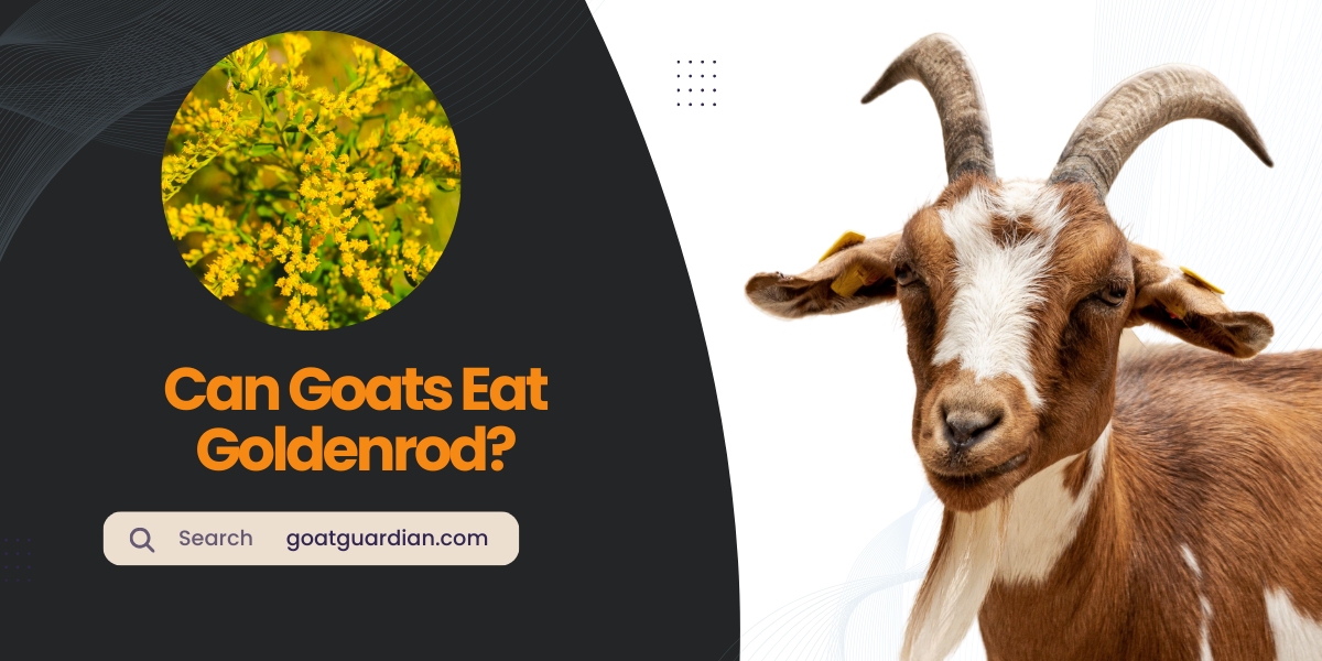 Can Goats Eat Goldenrod