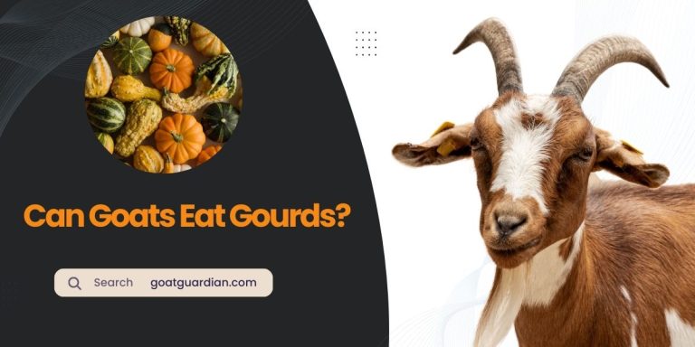 Can Goats Eat Gourds? (Tips & Safety Guide)