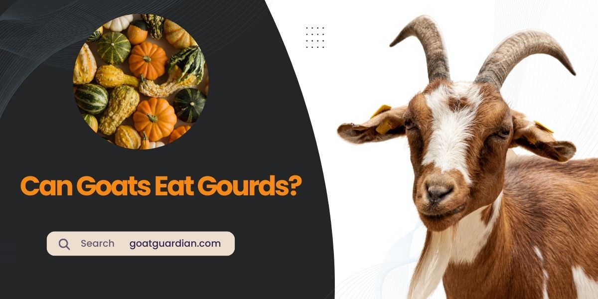 Can Goats Eat Gourds