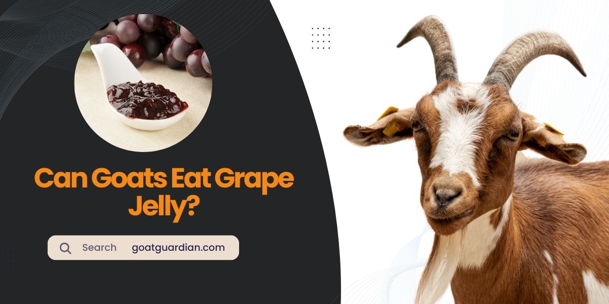Can Goats Eat Grape Jelly