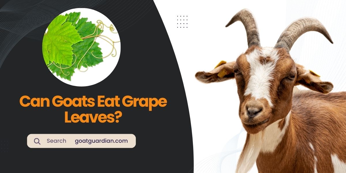 Can Goats Eat Grape Leaves