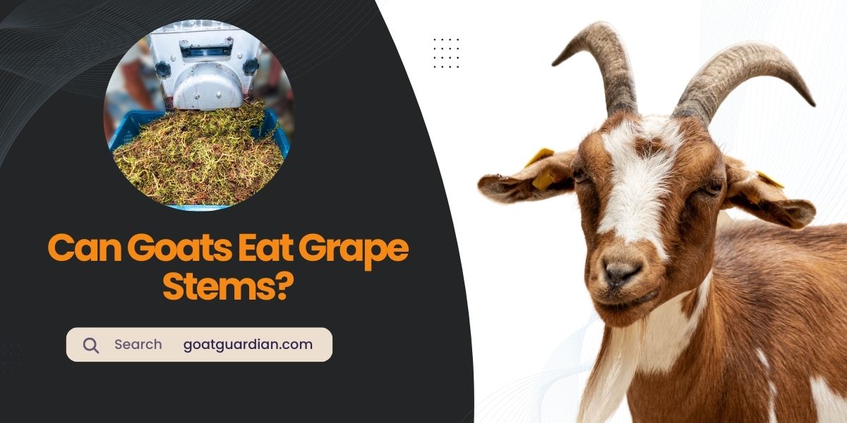 Can Goats Eat Grape Stems