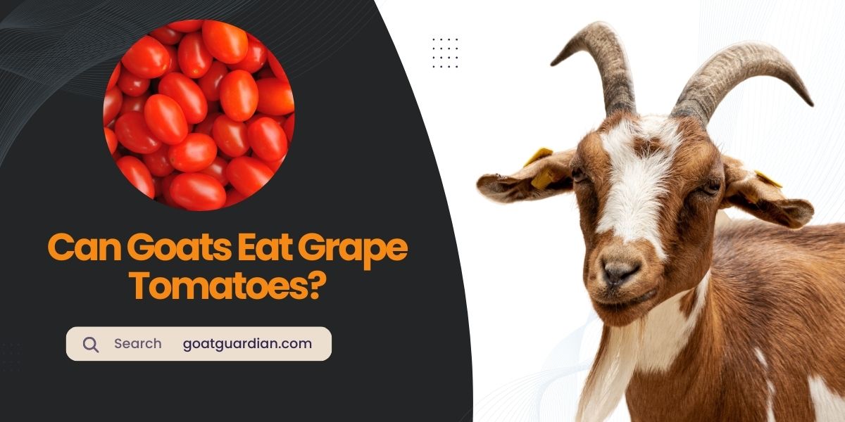 Can Goats Eat Grape Tomatoes