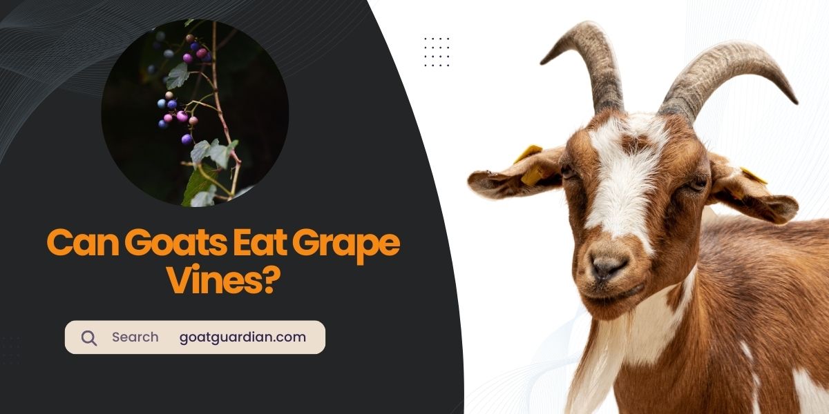 Can Goats Eat Grape Vines