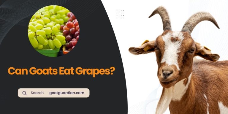 Can Goats Eat Grapes? (Read Before Feeding)