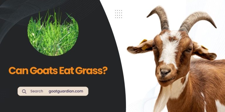 Can Goats Eat Grass? (Read After Feed)
