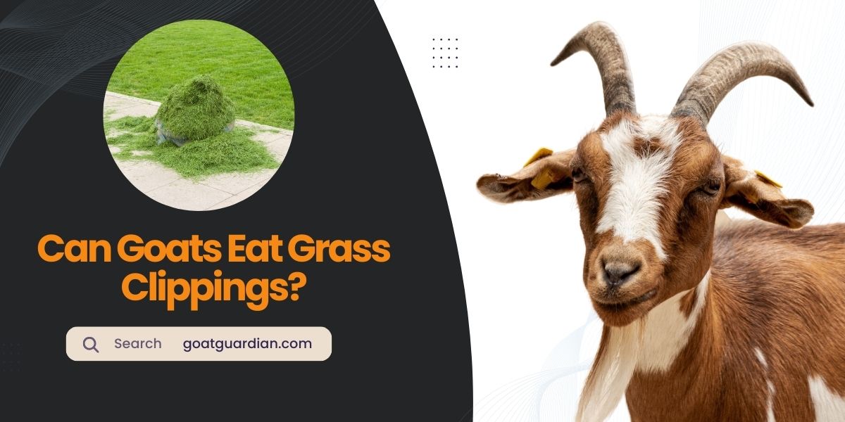 Can Goats Eat Grass Clippings