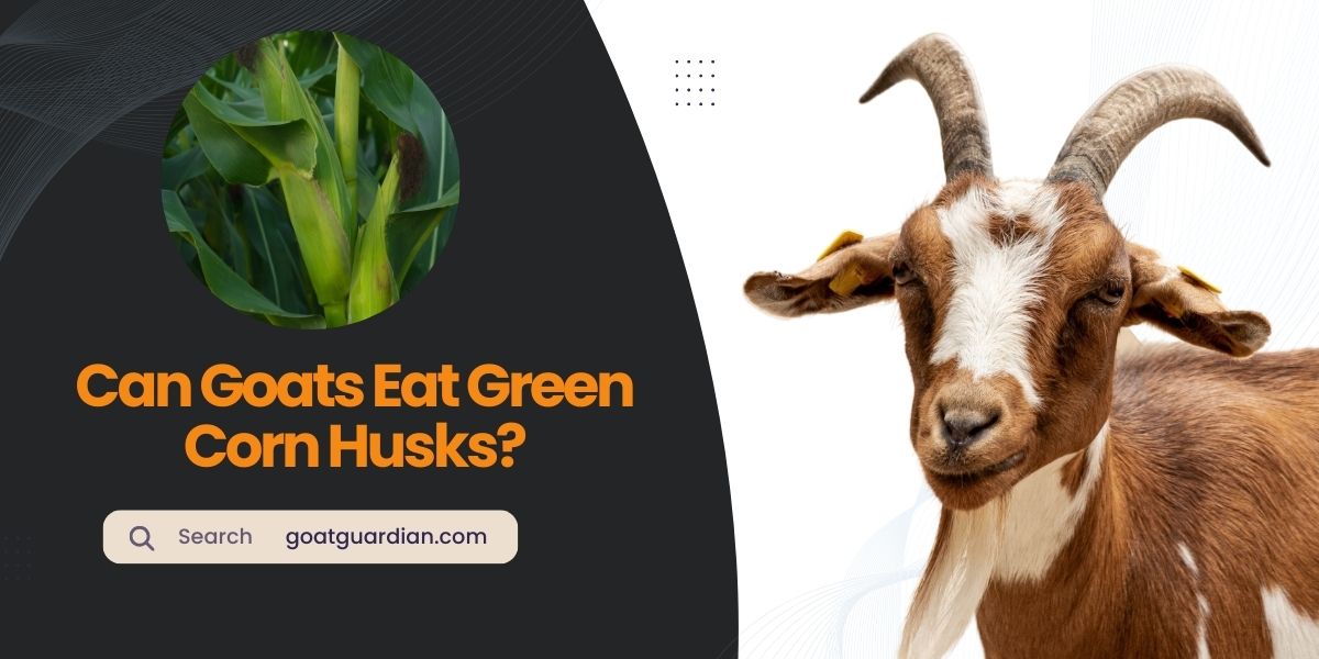 Can Goats Eat Green Corn Husks