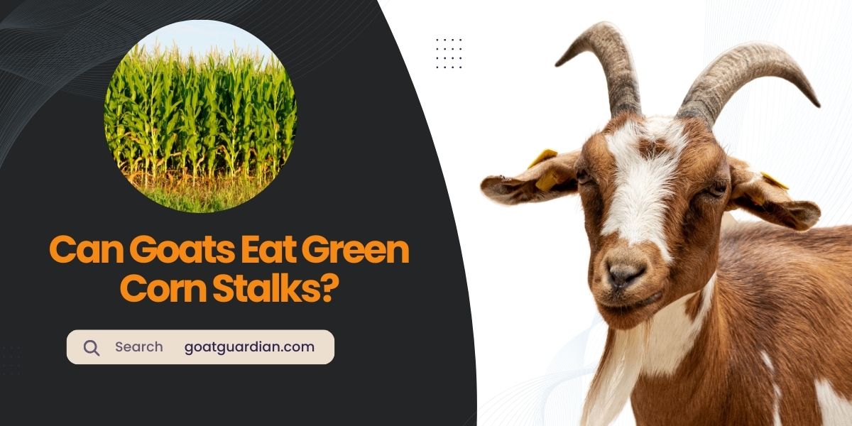 Can Goats Eat Green Corn Stalks