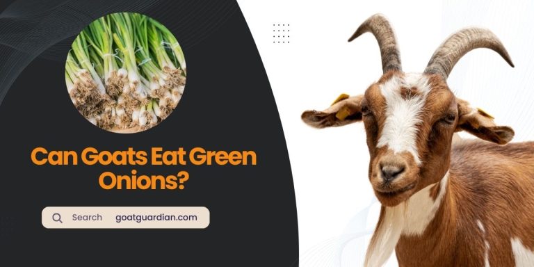 Can Goats Eat Green Onions? (Expert Opinion)