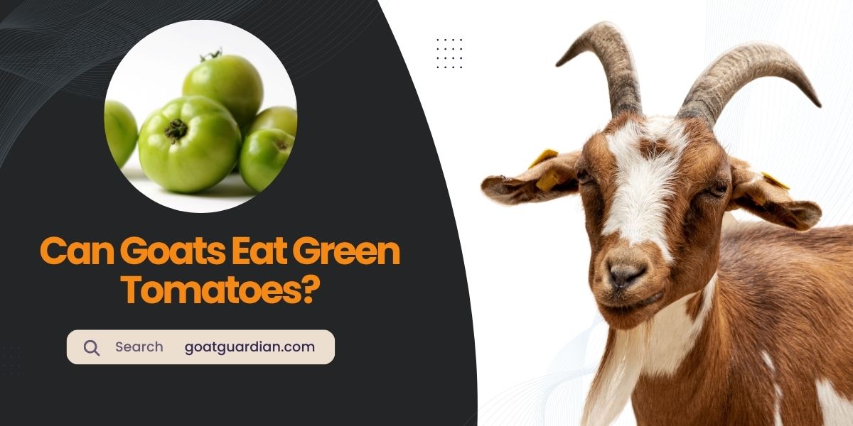 Can Goats Eat Green Tomatoes