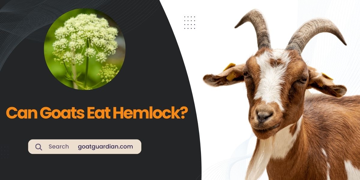 Can Goats Eat Hemlock