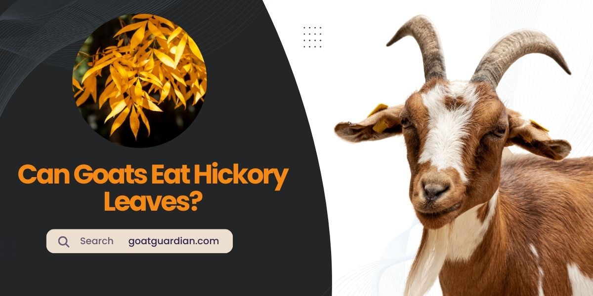 Can Goats Eat Hickory Leaves