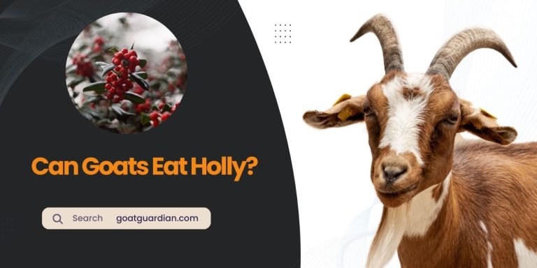 Can Goats Eat Holly? Is It Safe?