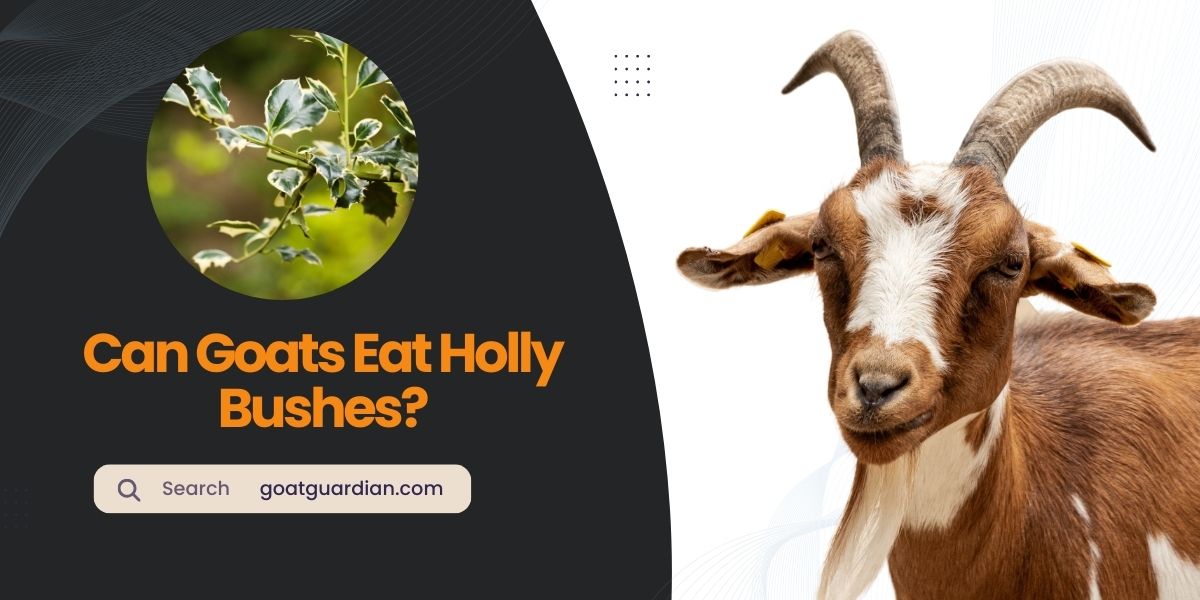 Can Goats Eat Holly Bushes
