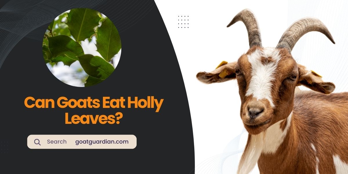 Can Goats Eat Holly Leaves