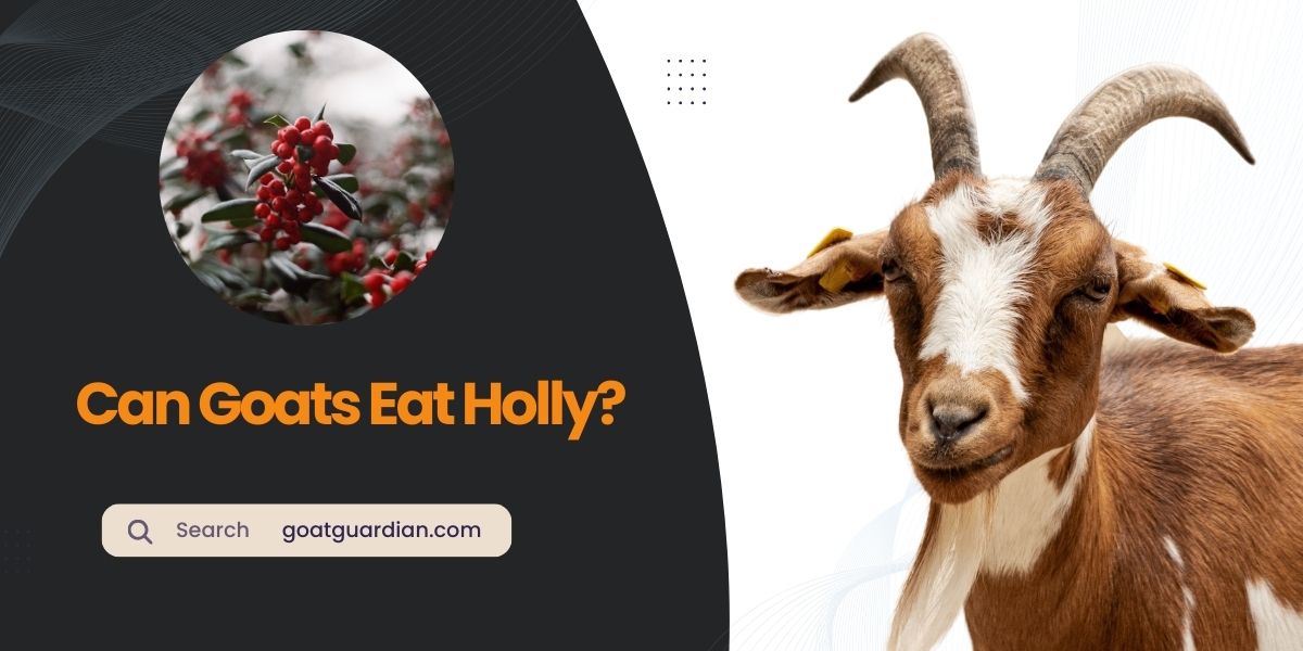 Can Goats Eat Holly