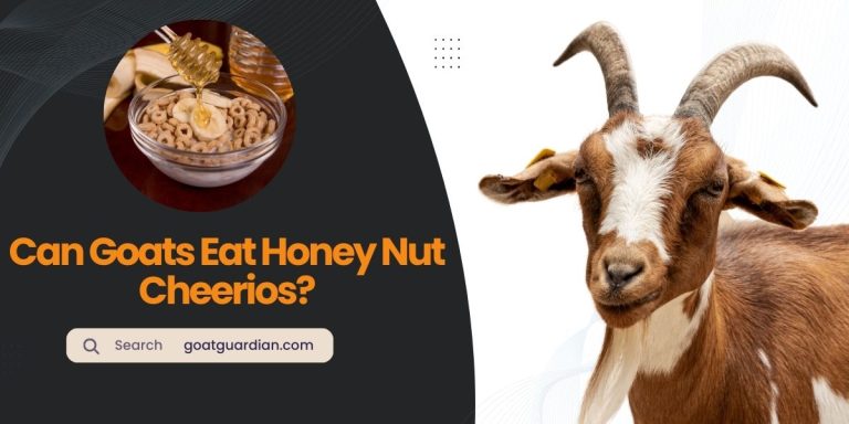 Can Goats Eat Honey Nut Cheerios? (GOOD or BAD)