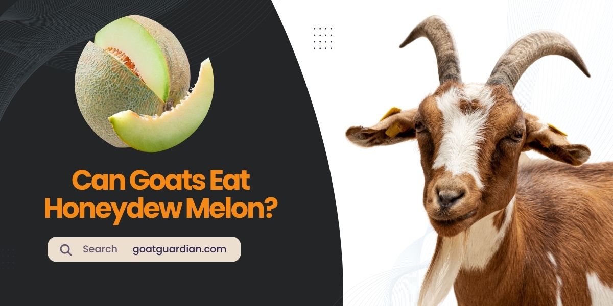 Can Goats Eat Honeydew Melon