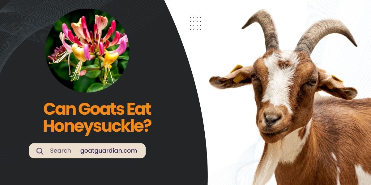 Can Goats Eat Honeysuckle