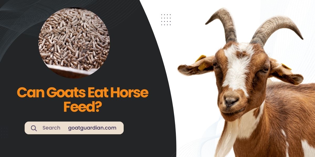 Can Goats Eat Horse Feed