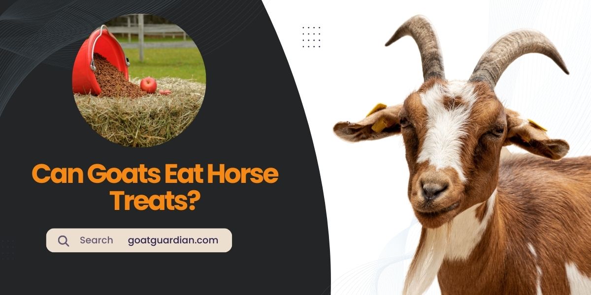 Can Goats Eat Horse Treats