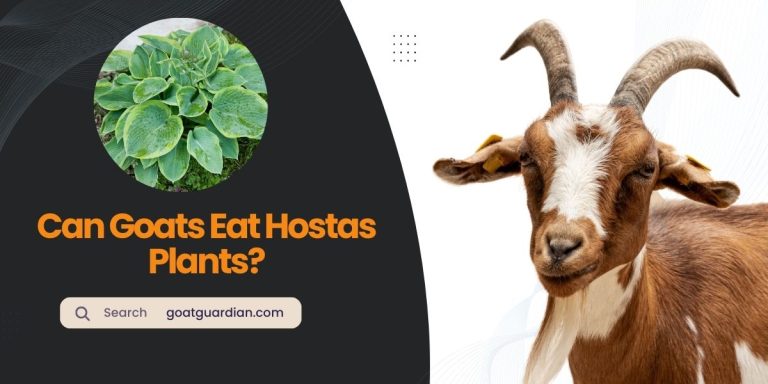 Can Goats Eat Hostas Plants? (Dos & Don’ts)