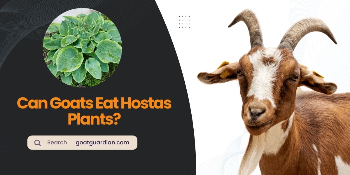 Can Goats Eat Hostas Plants