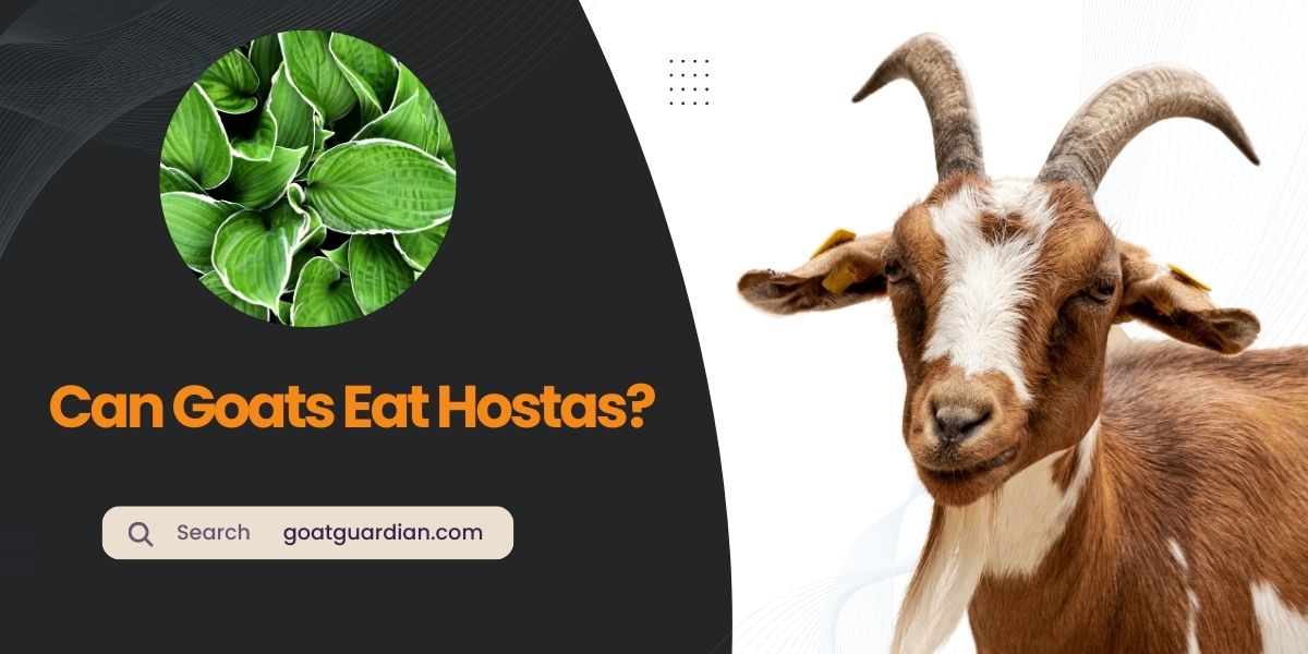 Can Goats Eat Hostas