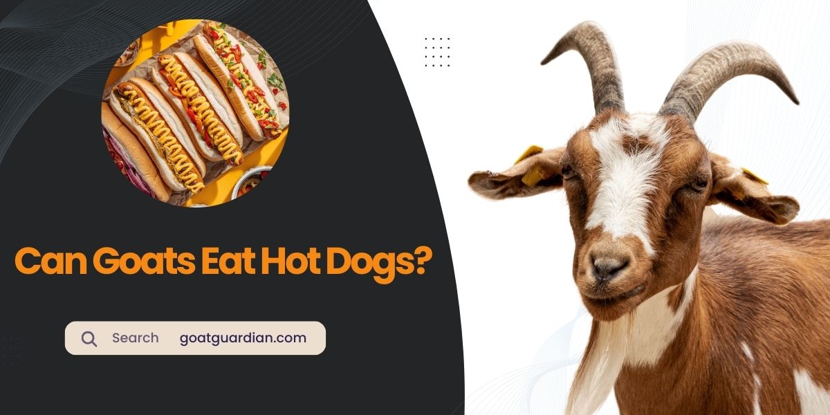Can Goats Eat Hot Dogs